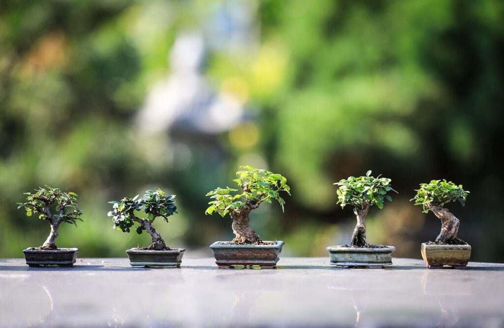 bonsai, trees, plants